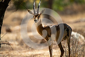 Gazella gazella gazella Pallas Israel Jerusalem forest