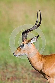 Gazelle photo