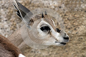 Gazelle