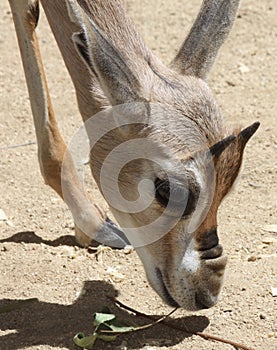 Gazelle