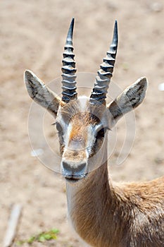 Gazelle