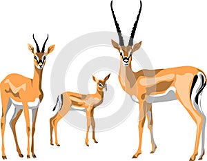 Gazelle