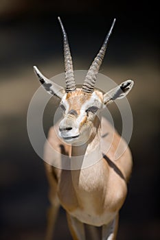 Gazelle