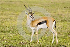 Gazelle