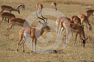 Gazelle photo