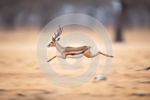 gazelle accelerating from a standstill