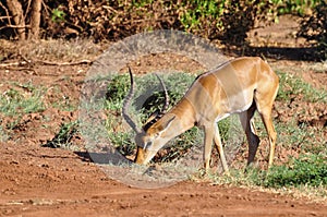 Gazelle Africa photo