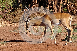 Gazelle Africa photo