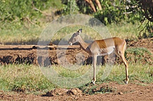 Gazelle Africa photo