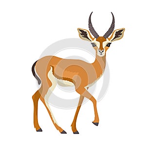 Gazelle or antelope with horn. African mammal animal in wildlife. Vector photo