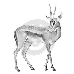 Gazelle antelope illustration, hand drawn gazelle deer