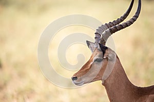 Gazelle or antelope, in Kenya, Africa. Wild animals on safari through the savannahs of the national parks on a morning game drive.