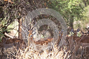 Gazelle or antelope, in Kenya, Africa. Wild animals on safari through the savannahs of the national parks on a morning game drive.