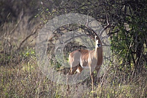 Gazelle or antelope, in Kenya, Africa. Wild animals on safari through the savannahs of the national parks on a morning game drive.