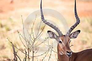 Gazelle or antelope, in Kenya, Africa. Wild animals on safari through the savannahs of the national parks on a morning game drive.