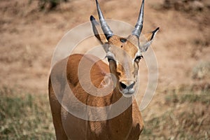 Gazelle or antelope, in Kenya, Africa. Wild animals on safari through the savannahs of the national parks on a morning game drive.