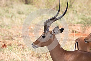 Gazelle or antelope, in Kenya, Africa. Wild animals on safari through the savannahs of the national parks on a morning game drive.