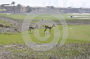 Gazelle, Arabian (Gazella arabica)