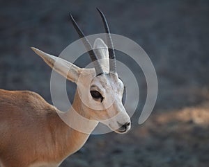 Gazelle. Arabian Wildlife in natural habitat