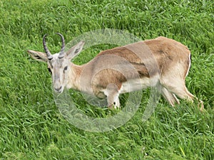 gazelle Central Asian photos