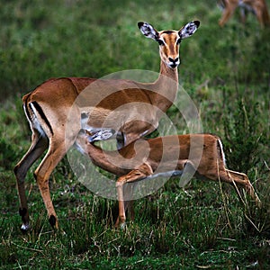 Gazelle de Grant mother and fawn