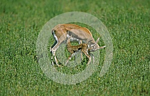 GAZELLE DE THOMSON gazella thomsoni