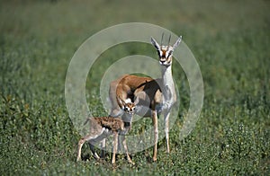 GAZELLE DE THOMSON gazella thomsoni