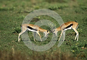 GAZELLE DE THOMSON gazella thomsoni