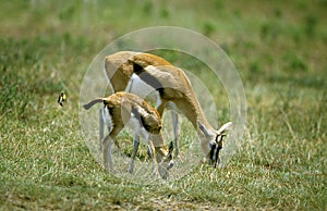 GAZELLE DE THOMSON gazella thomsoni