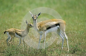 GAZELLE DE THOMSON gazella thomsoni