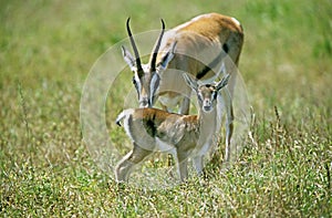 GAZELLE DE THOMSON gazella thomsoni