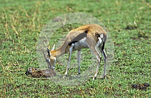 GAZELLE DE THOMSON gazella thomsoni