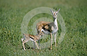 GAZELLE DE THOMSON gazella thomsoni