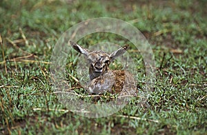 GAZELLE DE THOMSON gazella thomsoni