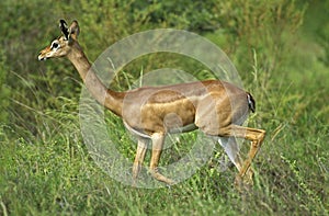 GAZELLE DE WALLER litocranius walleri