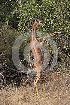 GAZELLE DE WALLER litocranius walleri