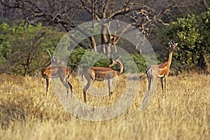 GAZELLE DE WALLER litocranius walleri