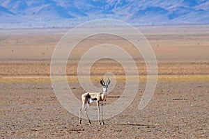 Gazelle and Desert Landscape - NamibRand, Namibia