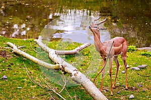 Gazelle feeding