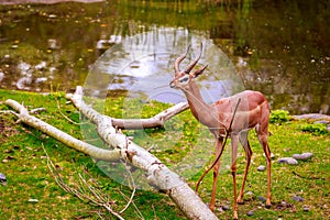 Gazelle feeding