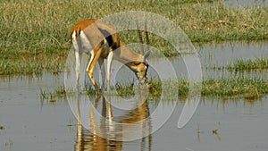 Gazelle feeding in the wetlands of amboseli