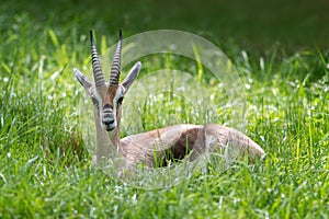 Gazelle in the grass photo