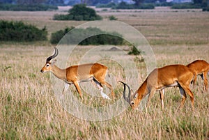 Gazelle Grazing in the Savannah