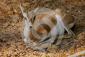Gazelle having a break in the sand