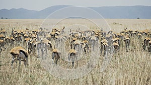 a gazelle herd wagging their tails at serengeti