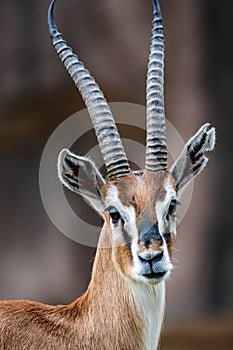 A Gazelle On High Alert