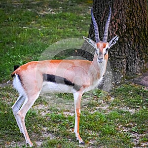 Gazelle with Horns in Captivity photo