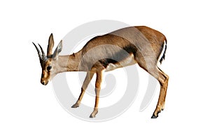 Gazelle isolated on white