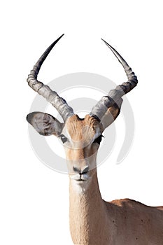 Gazelle isolated on wthite