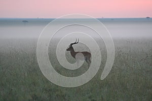 Gazelle in Kenya savannah at sunrise